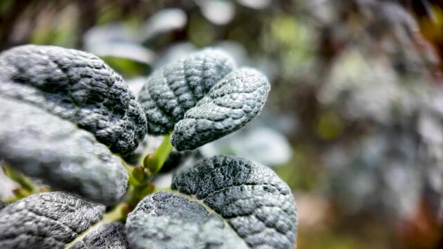 Detailed macro shot revealing the intricate texture of Salix x boydii leaves with a blurred background