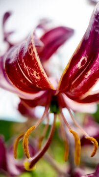 Macro view of a 'Claude Shride' martagon lily flower with its stamen, pistil, and red petals. vertical video