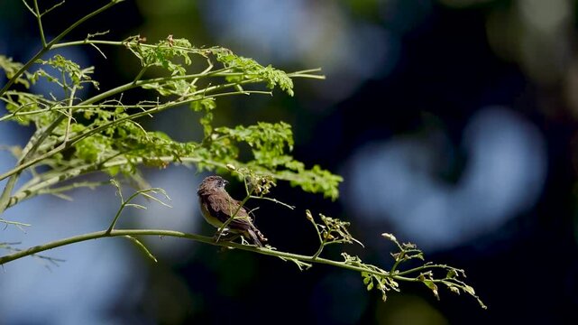 A juvenile scaly-breasted munia briefly perches on a slender moringa tree branch while learning to fly, surrounded by fresh green leaves in bright natural sunlight.