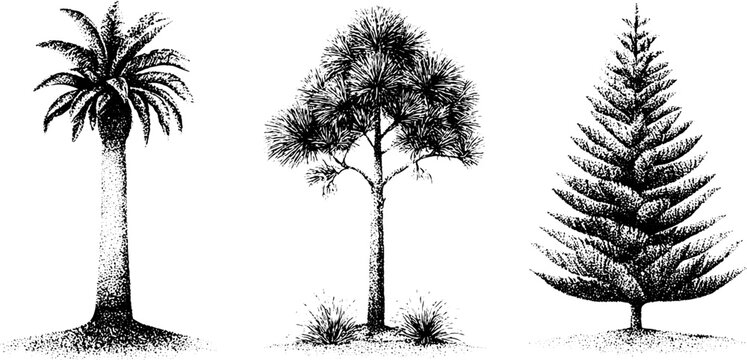 Black and white stipple illustrations of kauri hoop pine and norfolk island pine trees for botanical background and nature study design
