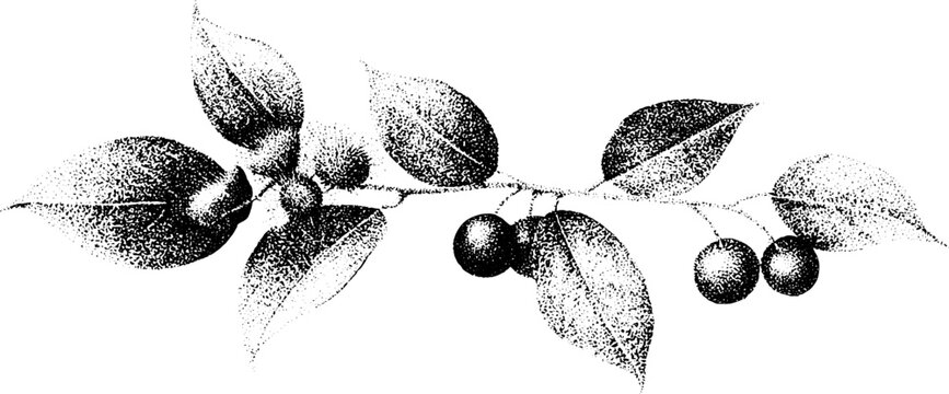 Stippled black and white lilly pilly branch with leaves and berries for botanical design and natural background