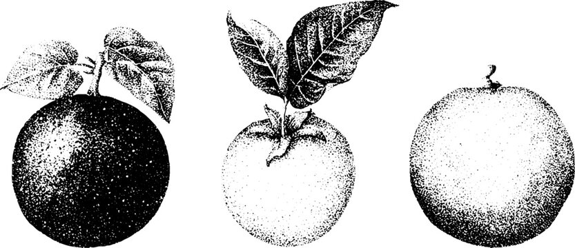 Stippled botanical naranjilla lulo cocona fruit study for packaging label and background design