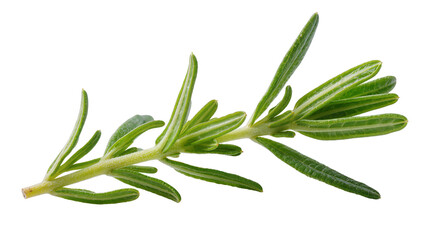 Fototapeta premium Isolated fresh green rosemary sprig, a fragrant aromatic herb for cooking and healthy living