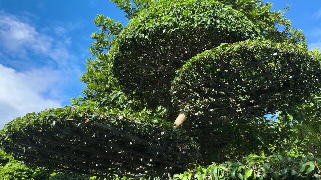 Da nang, lady buddha, beautifully shaped topiary plant presenting multiple layers of dense green foliage, set against a vibrant blue sky with soft white clouds