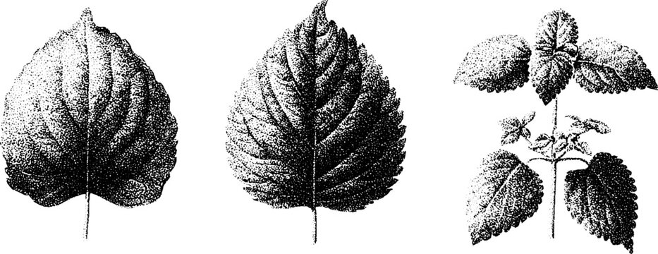Shiso perilla and beefsteak plant leaf study in black stipple engraving set for botanical reference print and culinary herb design element