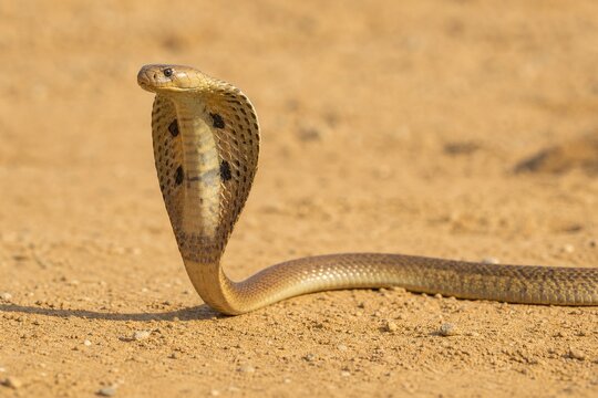 Egyptian cobra with expanded hood moving across textured sand.