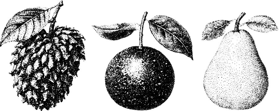 Botanical black and white stipple fruit trio of soursop cherimoya and sugarapple for scientific poster background and vintage botanical design
