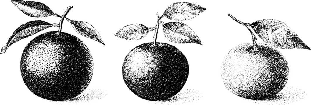 Vintage stipple citrus fruit trio background for label and packaging design