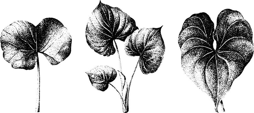 Three taro and dasheen leaves detailed stippling botanical drawings set for nature background and textile design