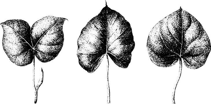 Three individual taro dasheen leaves stippling engravings with veins for botanical study and nature background design