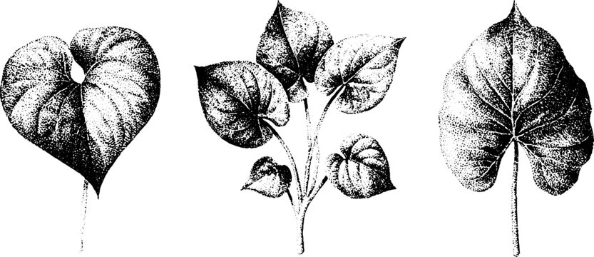 Three taro dasheen eddoe leaves botanical stippling drawings set with detailed veins for botanical design and nature background