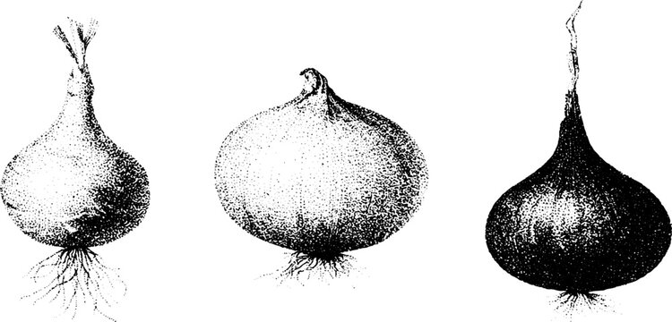 Black and white stippling plate of three onion bulbs tree onion egyptian onion and walking onion for label packaging and botanical study