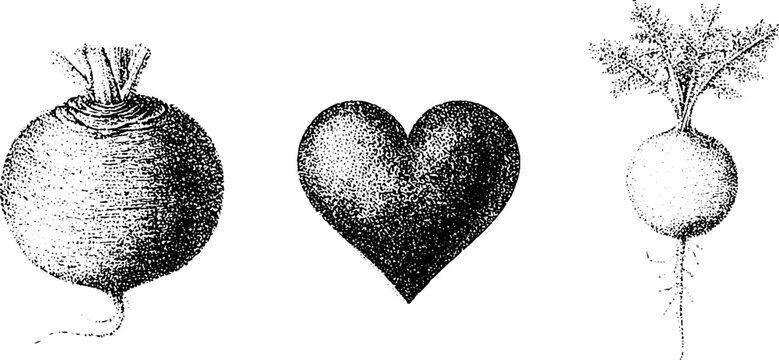 Stippled radish and heart vegetable trio in black and white botanical design for background and label artwork