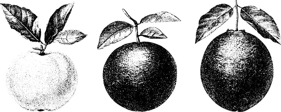 Black and white botanical engraving of white sapote woolly sapote and sapodilla fruits with leaves for scientific background and orchard identification
