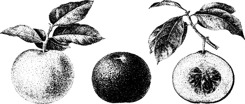 Black and white botanical engraving of white sapote woolly sapote and sapodilla fruit for botanical study background and vintage food chart