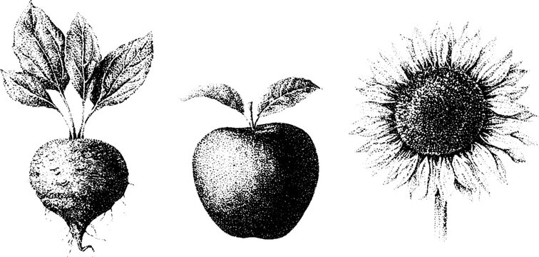 Vintage stipple botanical illustrations of yacon peruvian ground apple and sunflower for educational botanical background and poster design