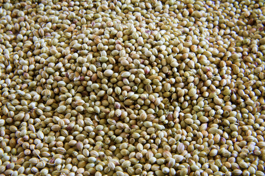 close up of coriander seeds