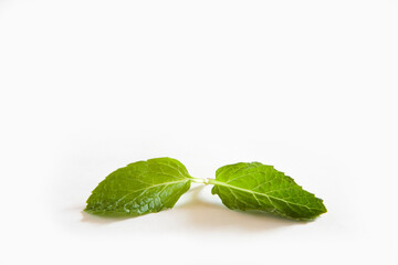 fresh mint leaves © abc foto