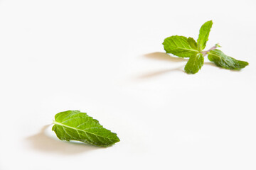 fresh mint leaves © abc foto