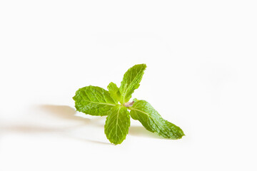 fresh mint leaves © abc foto