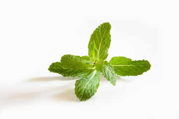 fresh mint leaves © abc foto