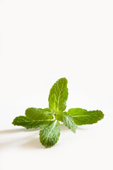 fresh mint leaves © abc foto