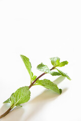 fresh mint leaves © abc foto