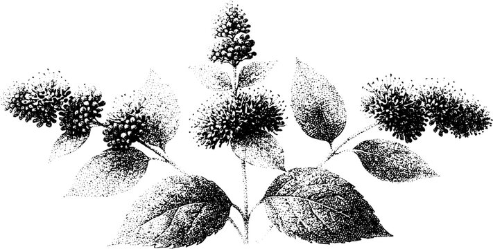 Horizontal black and white stipple illustration of caryopteris cluster with leaves and flower heads for botanical study and poster background design