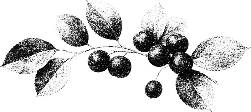 Black and white engraved cotoneaster arching branch with berries for botanical illustration and background design
