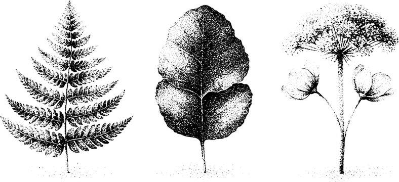 Midsummer black and white stipple fern leaf and umbellifer flower cluster for botanical background and rustic design