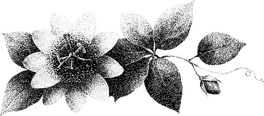 Obraz premium Passion flower botanical stipple drawing with exotic bloom tendril and leaves for botanical plate and natural history background