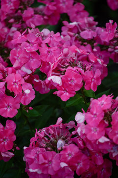 Vibrant pink phlox blossoms densely filling view with lush green foliage, delicate petals, soft buds, and rich floral texture in bright natural garden light, with phlox, flower, blossom, pink detail