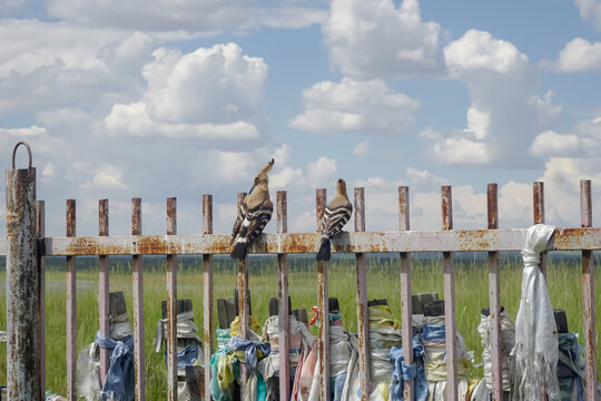 Two Eurasian hoopoes sitting on fence in Tuva steppe