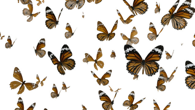 Isolated Numerous orange and black butterflies with white markings scattered, appearing in flight