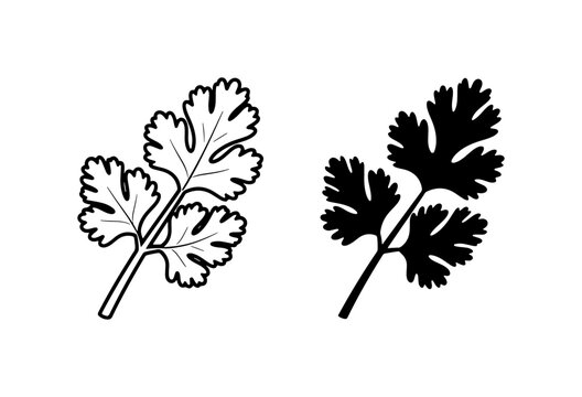 Cilantro Herb Vector Icons: Fresh Green Leaf Outline and Silhouette for Culinary Design
