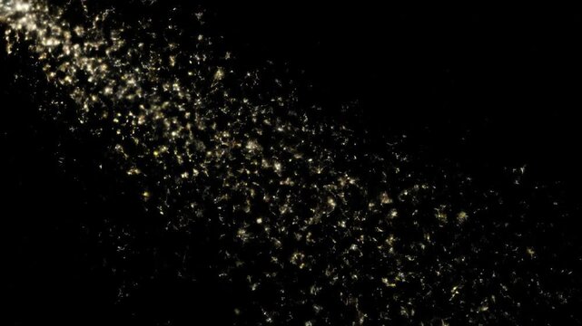 Dynamic swarm of glowing cottonwood fluff and plant seeds flying in a spotlight beam against pure black background, perfect as an ethereal abstract overlay texture.