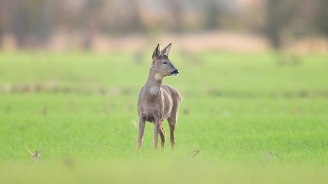 European Roe Deer Buck Observing Surroundings While Foraging in Agricultural Landscape on a Spring Morning 4K