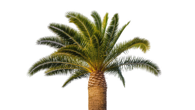 Isolated large tropical palm tree with lush green fronds and textured trunk perfect for design