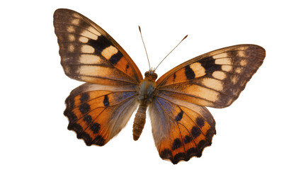 Isolated exquisite butterfly with vivid orange and black patterned wings spread gracefully © Lucas