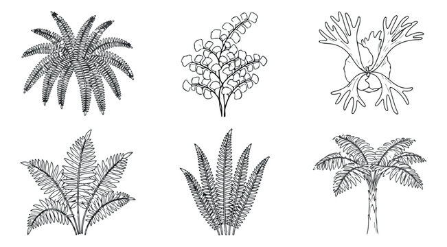 Vintage tropical plant sketches, set of 6 hand drawn botanical vector illustrations, black and white palm tree and fern leaf line art icons