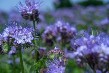 Obraz premium Field of blooming purple phacelia flowers among green leaves