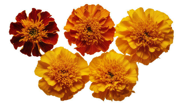 Isolated vibrant collection of marigold flowers in warm orange and golden yellow tones
