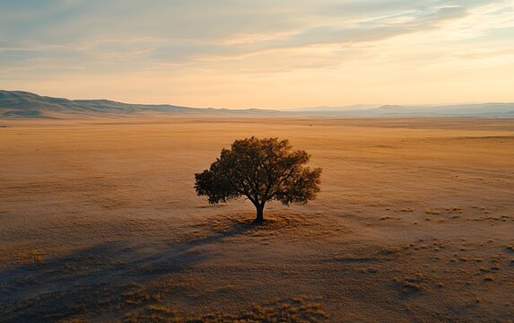 A solitary tree stands majestic on a vast golden plain, silhouetted against a warm sunset sky, symbolizing strength, resilience and natural beauty