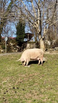 Domestic Pig Grazing on Green Grass Field in Spring
