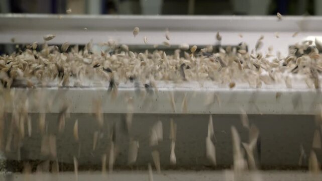 A factory line for the production of vegetable oil from sunflower seeds, a seed drill in which the grains are peeled from the husk. Sunflower kernels - close-up, shot in a real workshop.