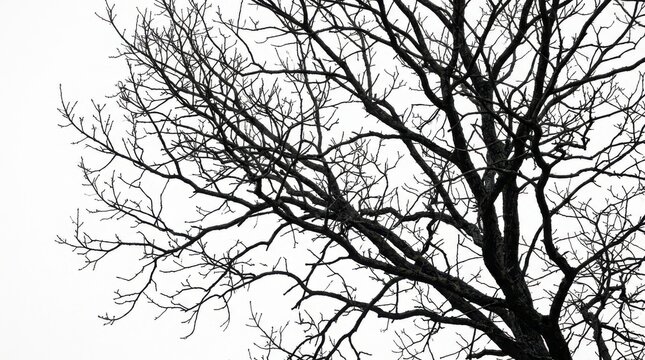 Black silhouette of a leafless winter tree with detailed branches reaching out against a bright clear sky background