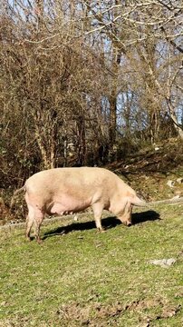 Large Pig Foraging on Sunny Grass Pasture Vertical Shot