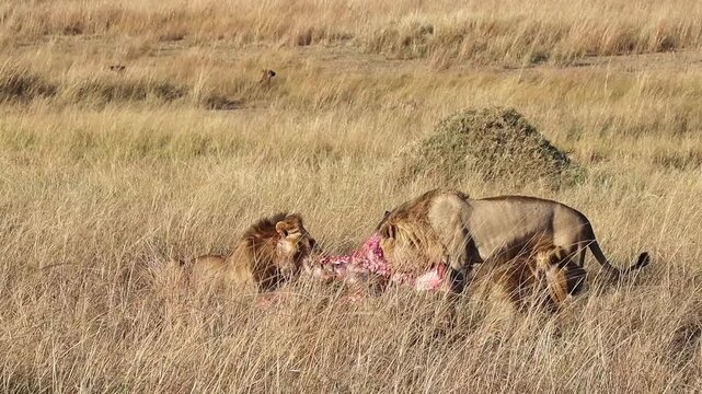 Three male lions devouring a fresh carcass in the wild savanna