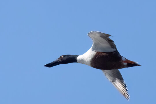 Northern Shoveler