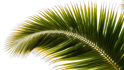 Isolated vibrant tropical green palm tree leaf frond detail, summer nature element © Ioana